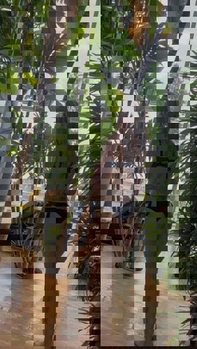 Denysa - +4915510420033, 015510420033, 0155-10420033