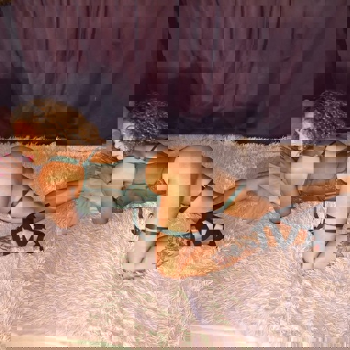 CloeheieSpanierin